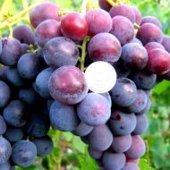 Саженец Виноград Рошфор (привитый) в контейнере